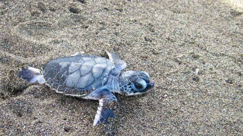 The Miracle of Baby Turtles